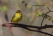 img_5978palmwarbler