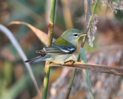 img_6151northernparula