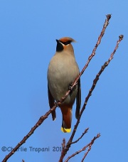6S3A0189Bohemian_Waxwing