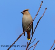 6S3A0195Bohemian_Waxwing