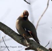 6S3A0242Bohemian_Waxwing