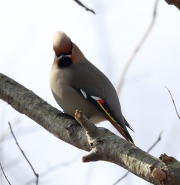 6S3A0252Bohemian_Waxwing