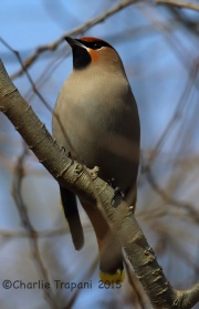 6S3A0260Bohemian_Waxwing