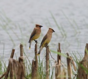 6S3A1627CedarWaxwings
