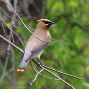 6S3A1820CedarWaxwing