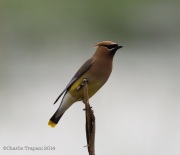 6S3A1847CedarWaxwing_GreenPond_7_14_2014