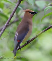 6S3A4337CedarWaxwing