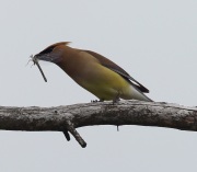 6S3A4647CedarWaxwing