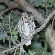 6S3A4821Western_Screech_Owl