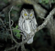 6S3A4828Western_Screech_Owl