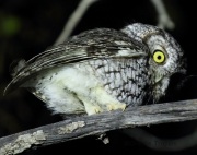 6S3A5165Whiskered_Screech_Owl