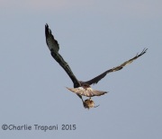 6S3A8452White-Tailed_Hawk