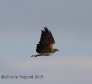 6S3A8473White-Tailed_Hawk