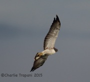 6S3A8476White-Tailed_Hawk