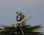 6S3A8514White-Tailed_Hawk