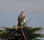 6S3A8522White-Tailed_Hawk