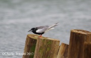6S3A0541White-Winged_Tern