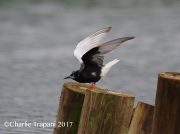 6S3A0542White-Winged_Tern