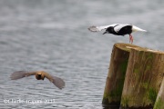 6S3A0543White-Winged_Tern