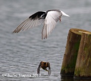 6S3A0544White-Winged_Tern
