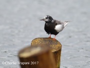 6S3A0577White-Winged_Tern