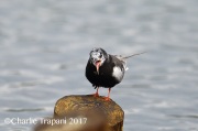 6S3A0590White-Winged_Tern