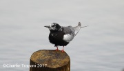 6S3A0622White-Winged_Tern