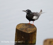 6S3A0692White-Winged_Tern