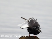 6S3A0755White-Winged_Tern
