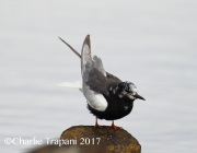 6S3A0758White-Winged_Tern