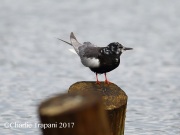 6S3A0775White-Winged_Tern