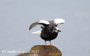 6S3A0790White-Winged_Tern