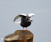 6S3A0791White-Winged_Tern