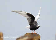 6S3A0792White-Winged_Tern