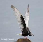 6S3A0796White-Winged_Tern
