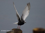 6S3A0799White-Winged_Tern