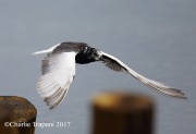 6S3A0800White-Winged_Tern