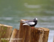 6S3A0827White-Winged_Tern