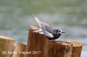 6S3A0835White-Winged_Tern