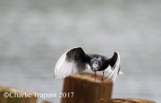6S3A0877White-Winged_Tern