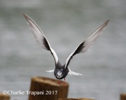 6S3A0878White-Winged_Tern