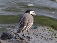 A10A2657White_Wagtail