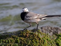 A10A2664White_Wagtail