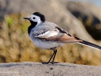 A10A2679White_Wagtail