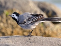 A10A2680White_Wagtail
