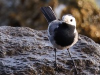 A10A2688White_Wagtail