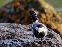 A10A2689White_Wagtail