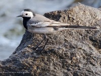 A10A2699White_Wagtail