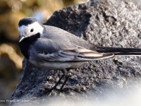 A10A2715White_Wagtail