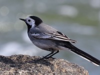 A10A2731White_Wagtail